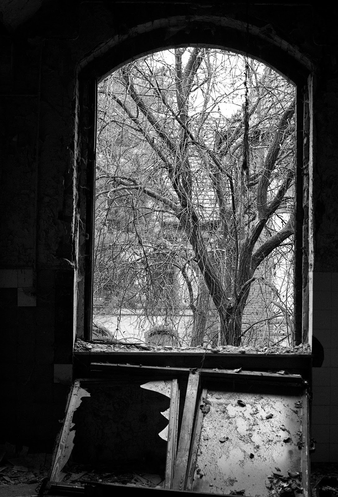 Berlin Photo Tour Window and Tree b&w